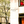 Rockefeller Plaza