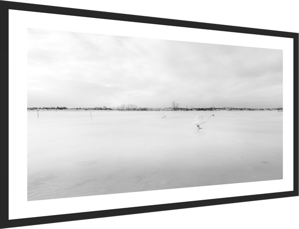 Swans on a Frozen River