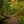 Bridge through the Forest