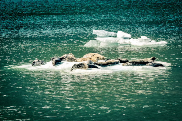 Sunbathing Seals
