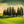 Cypress' in the Dawn