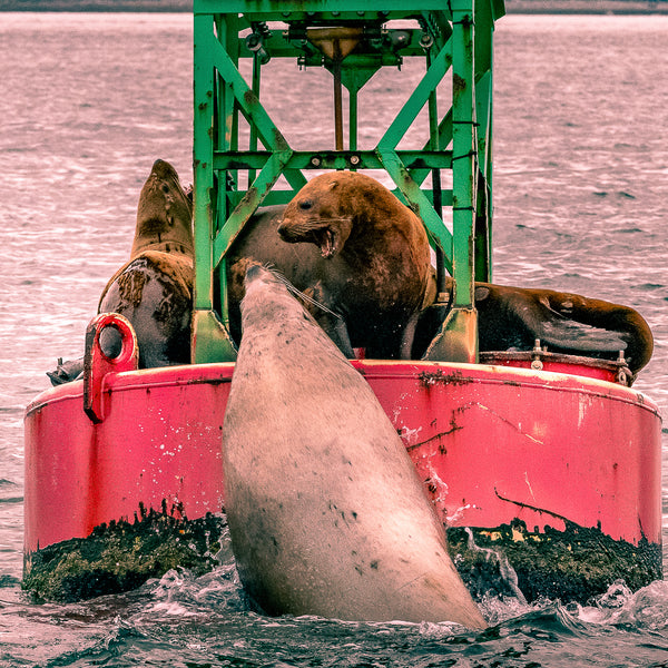 My Buoy