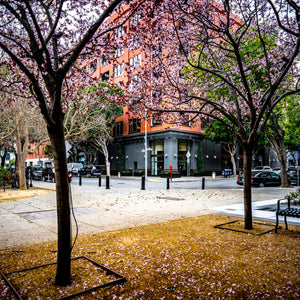 Blossoms Between the Blocks - Large Print showcases vibrant trees in San Francisco's Embarcadero, capturing natural beauty.