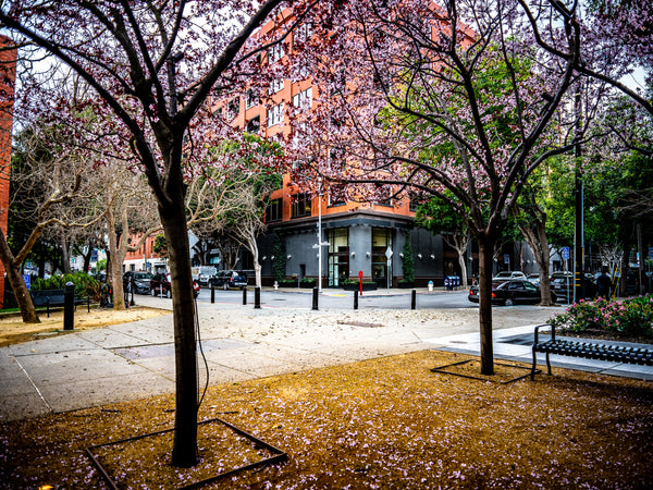 Blossoms Between the Blocks - Large Print showcases vibrant trees in San Francisco's Embarcadero, capturing natural beauty.