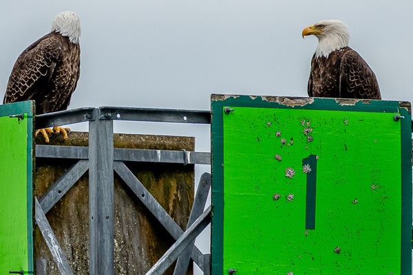 Eagles Standing Watch in Alaska