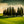 Cypress' in the Dawn