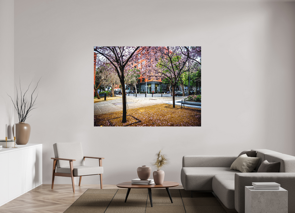 Vibrant scene of cherry blossoms in San Francisco, featured in Blossoms Between the Blocks - Large Print.