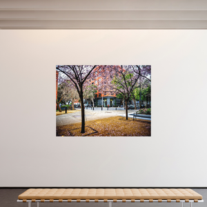 Vibrant trees in San Francisco’s Embarcadero area featured in Blossoms Between the Blocks - Large Print.